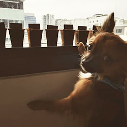 Dog exporing Discovery Garden plants on window sill