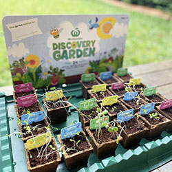 Box of Discovery Garden plants