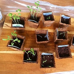 Board with Discovery Garden plants