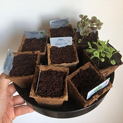 Round tray with Discovery Garden plants