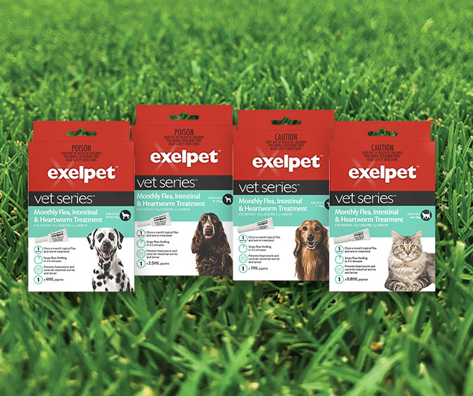 dog flea treatment woolworths