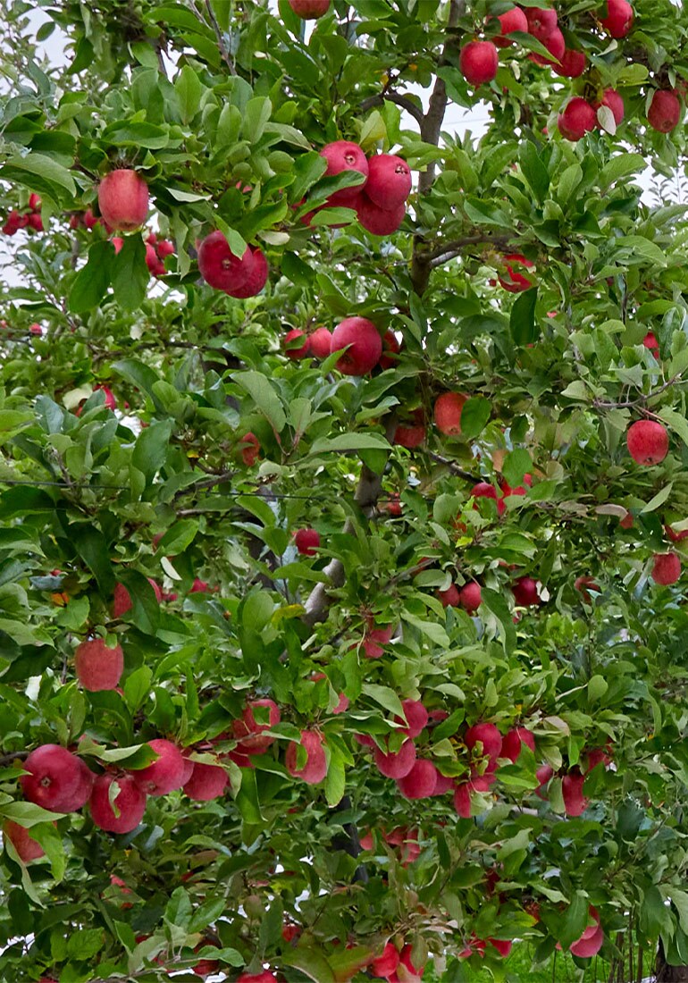 Discover Woolworths Online