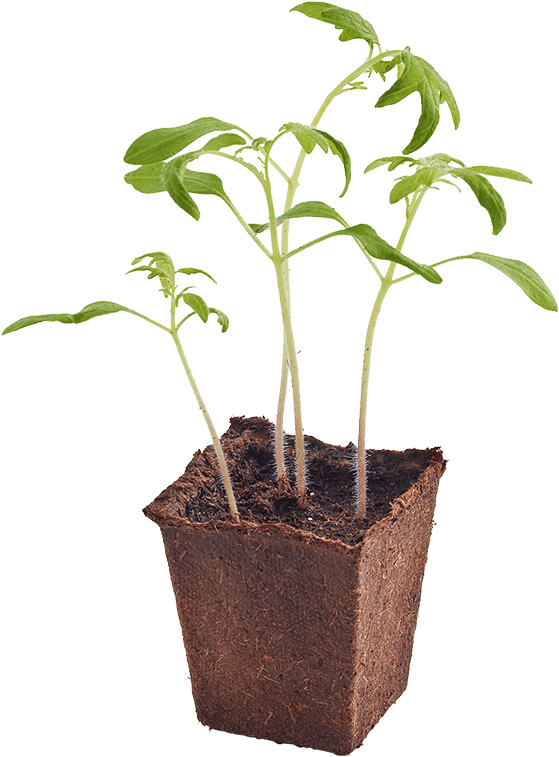 Woolworths Discovery Garden Woolworths Online