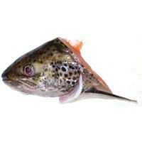 Woolworths Fresh Head & Wings Salmon