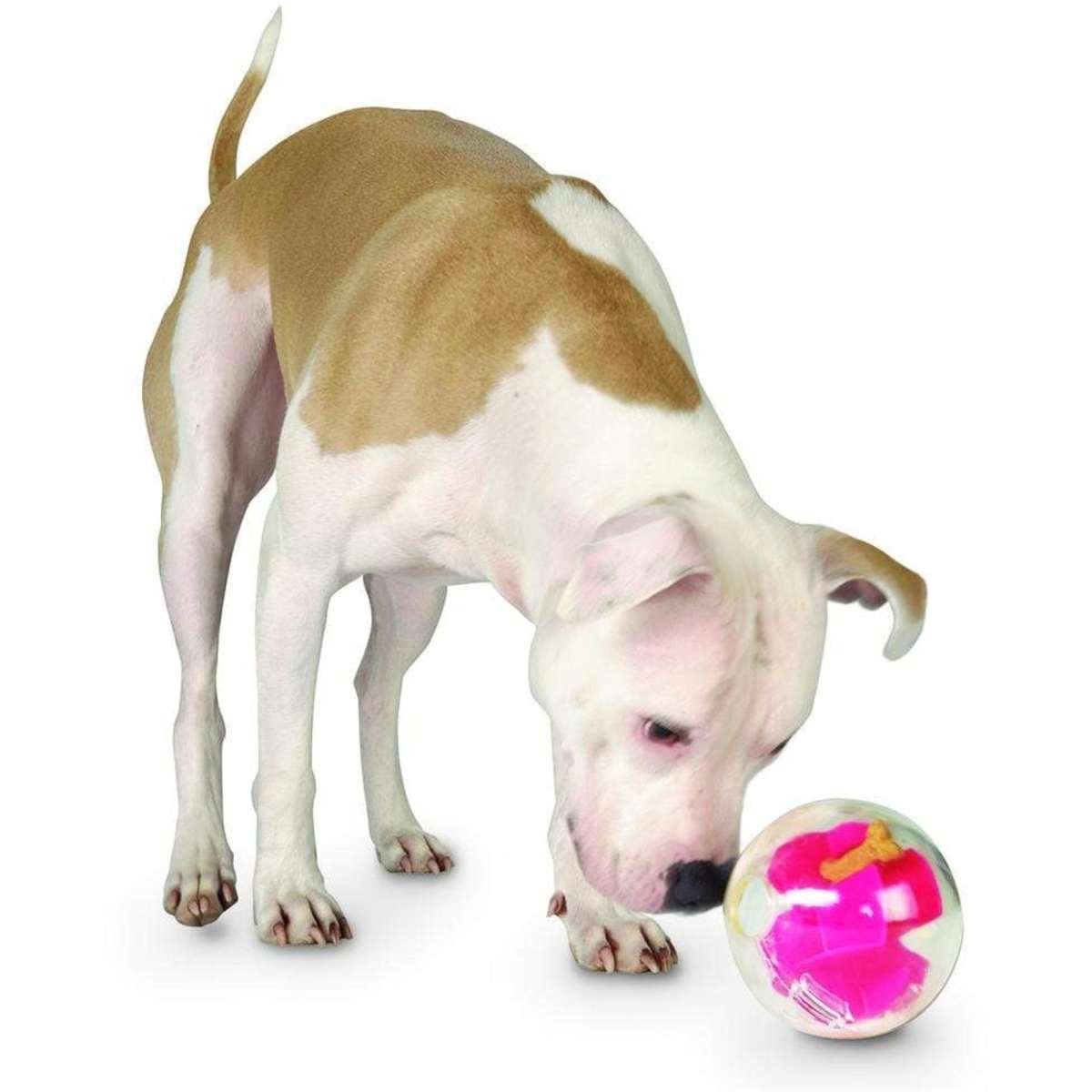 Dog Mazee Raspberry Dog Toy Each 1 Woolworths