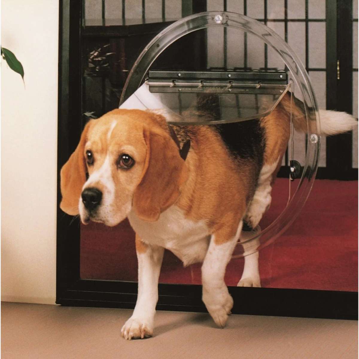 Transcat Dog Door Clear Woolworths transcat-dog-door-clear-woolworths