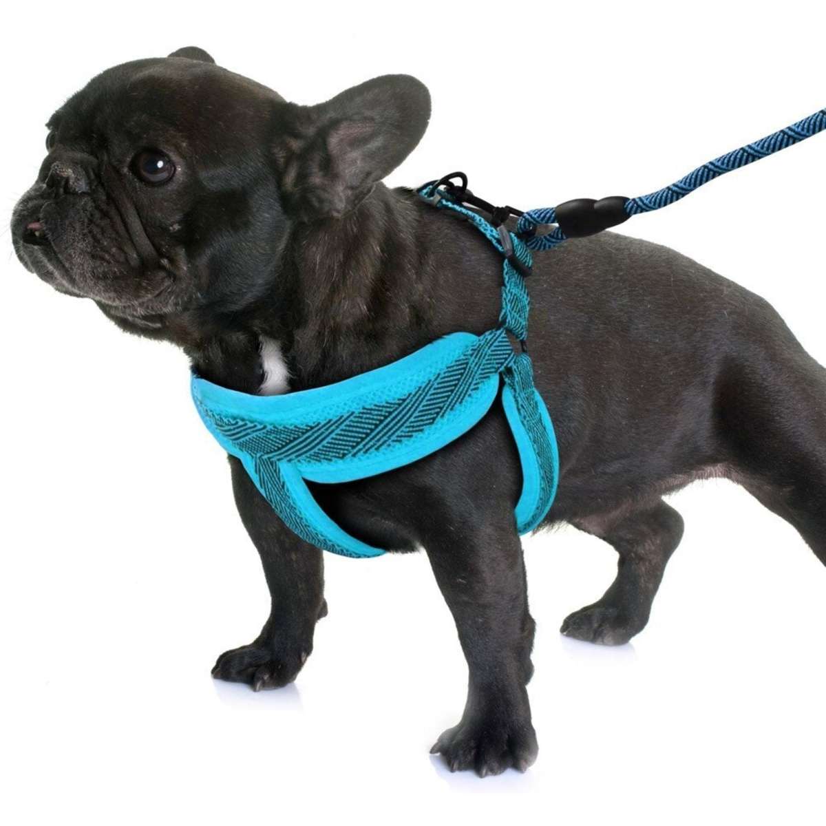 Paws & Claws Mesh Lead & Harness Small Assorted 1.5cmx120cm 4260cm