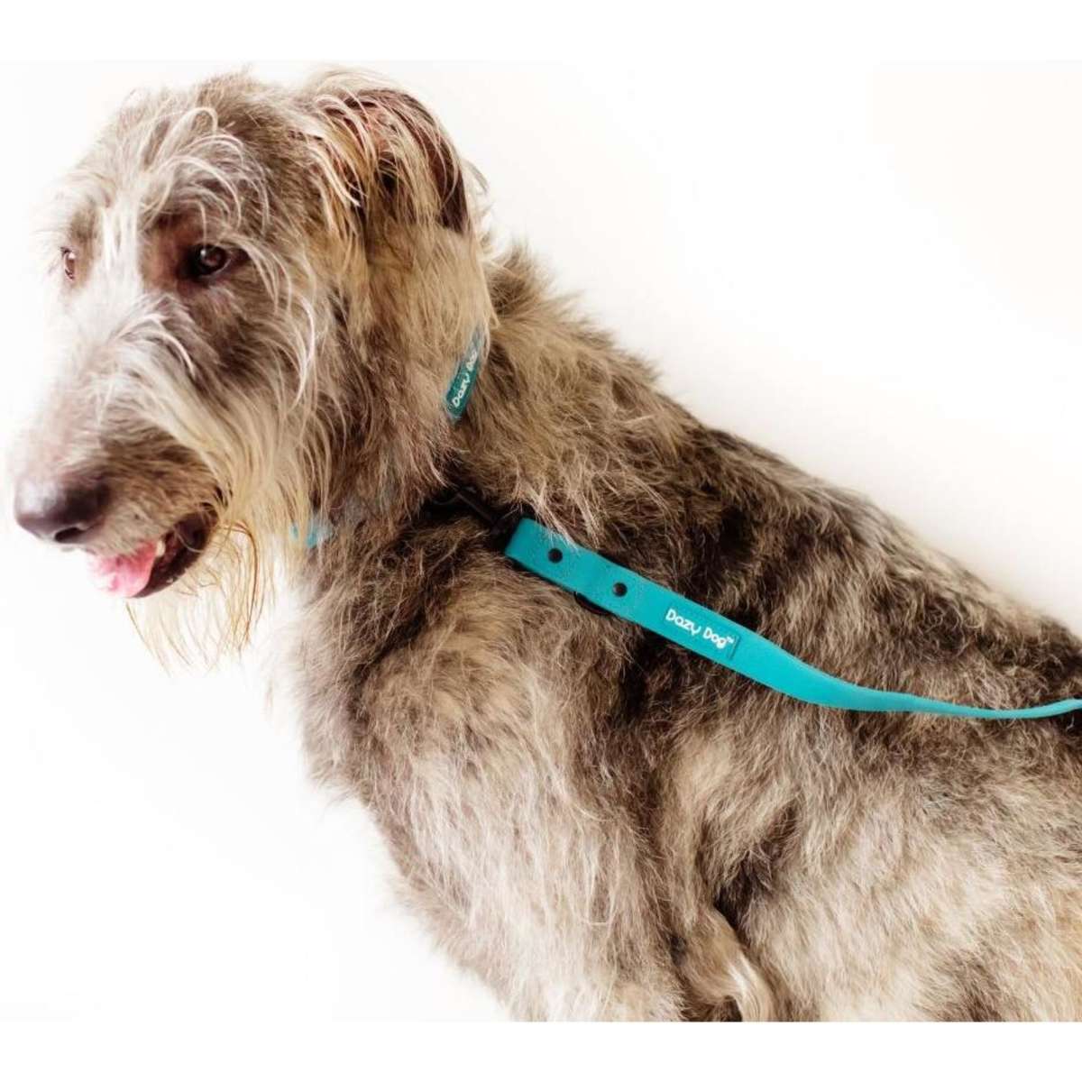 Dazy Dog Dog Leash Teal Large-Extra Large | Woolworths