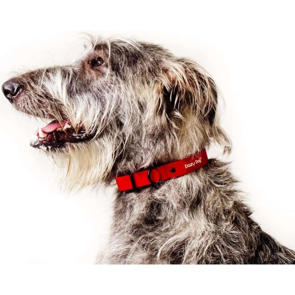 Dazy Dog Dog Collar Red Medium | Woolworths