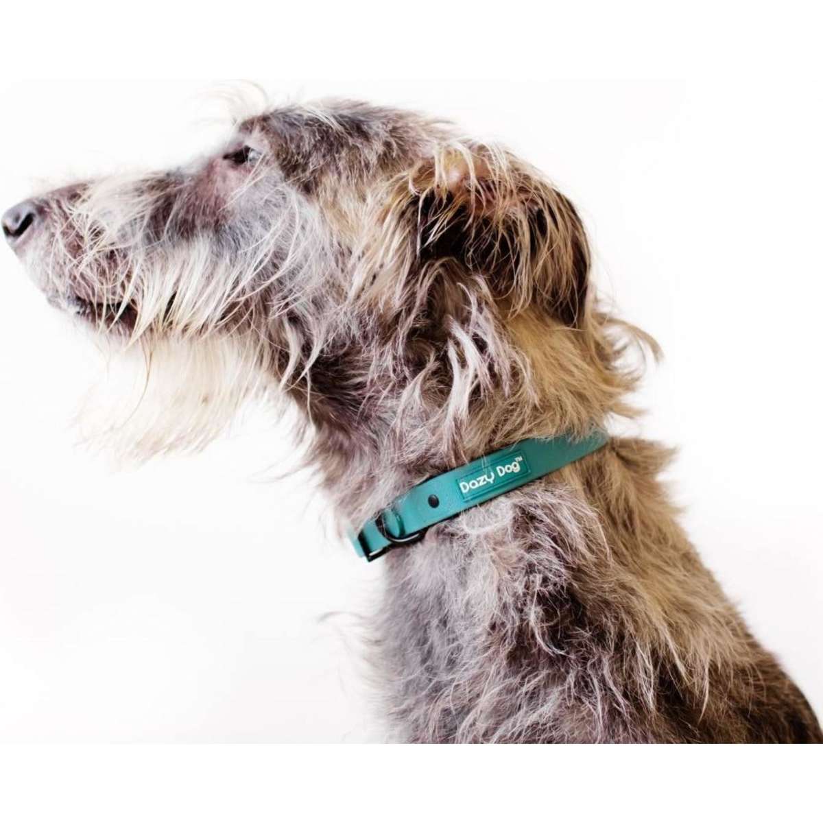 Dazy Dog Dog Collar Teal Large | Woolworths