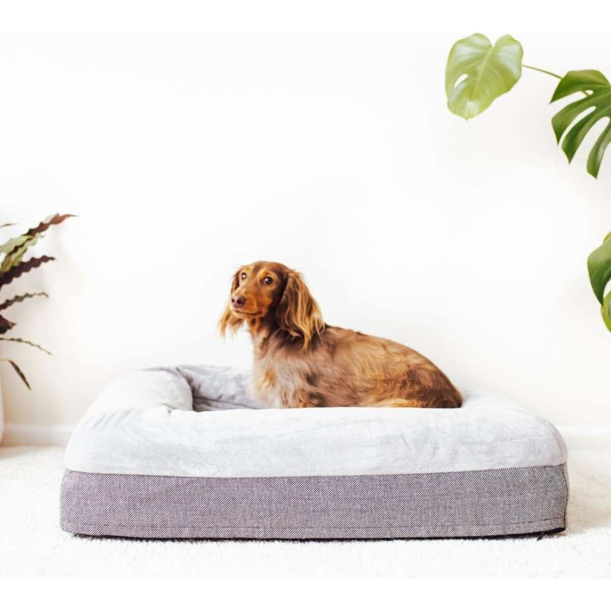 Dazy Dog Dog Bed Grey Orthopedic Memory Foam Small | Woolworths