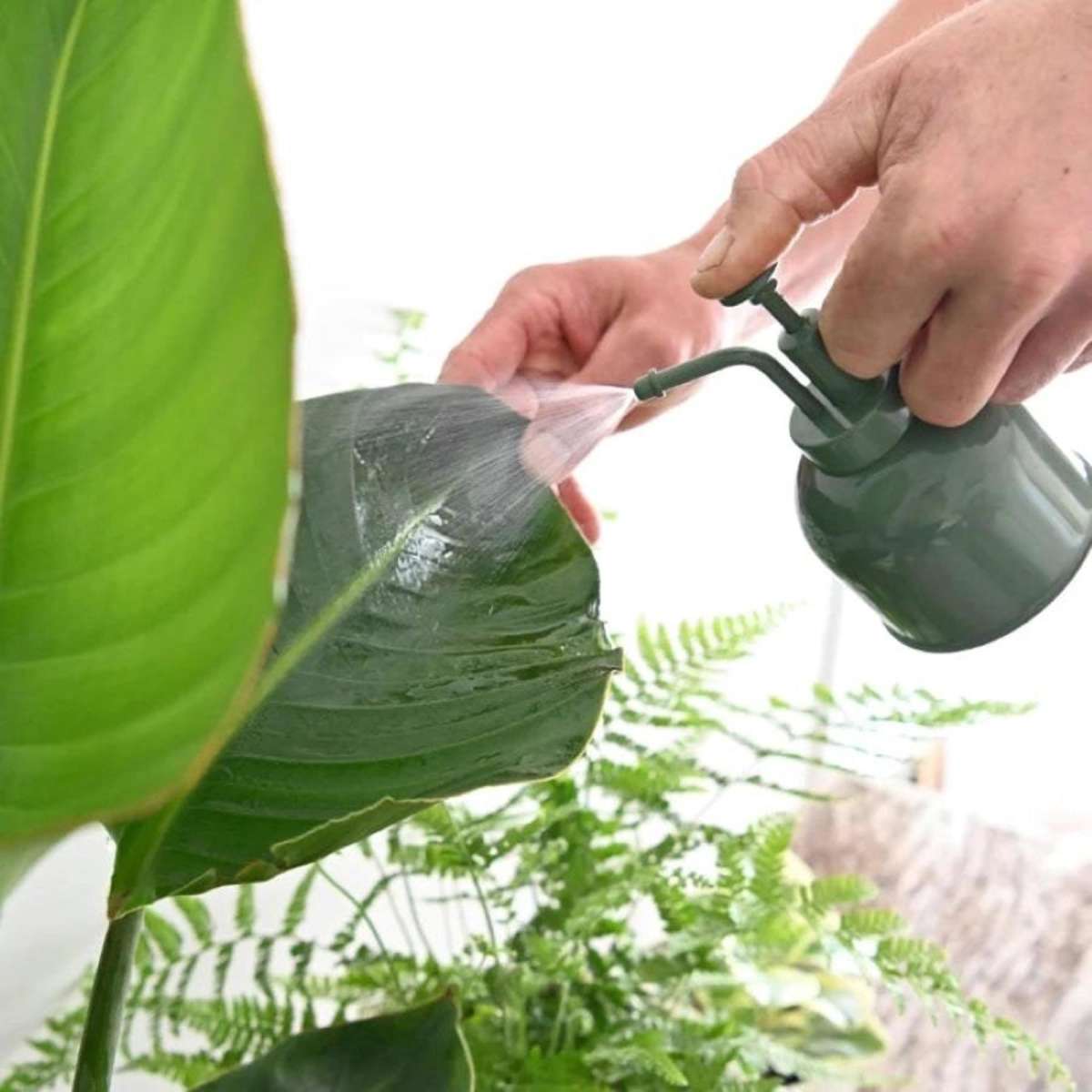 Hoselink Indoor Plant Mister Woolworths