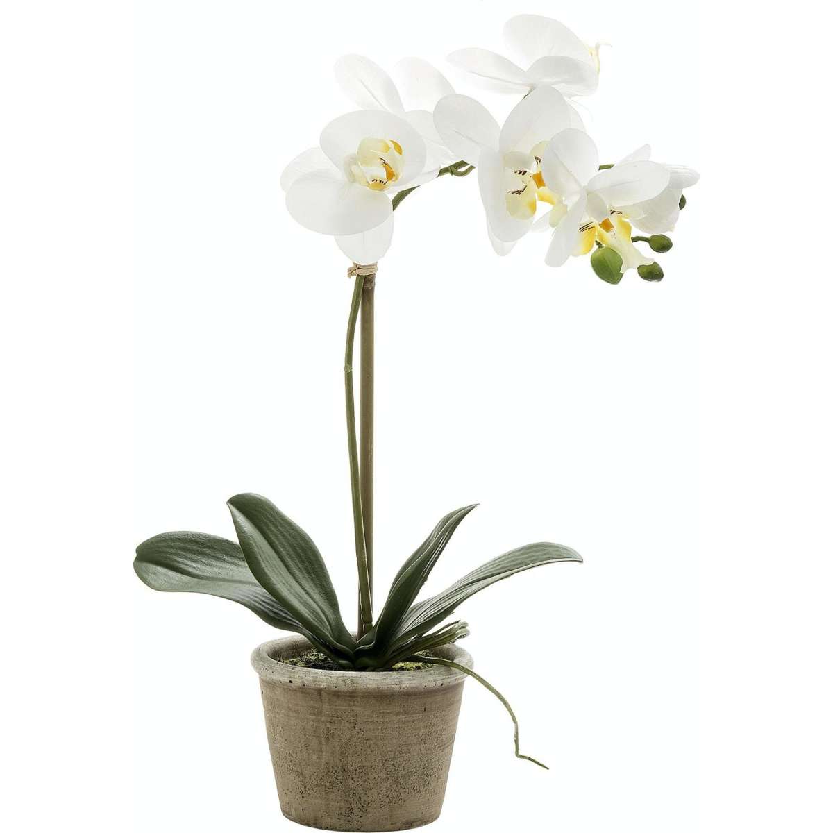 Decor Villa Orchid in Grey Stone Pot Medium 40cm White Woolworths