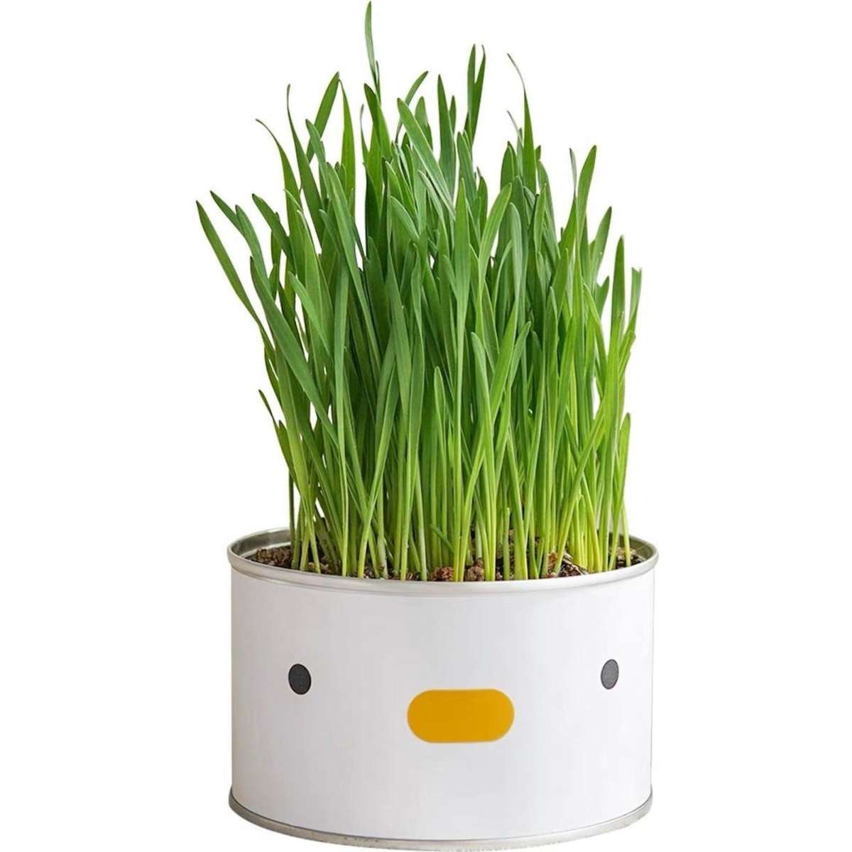 Purroom Cat Grass Chick Woolworths