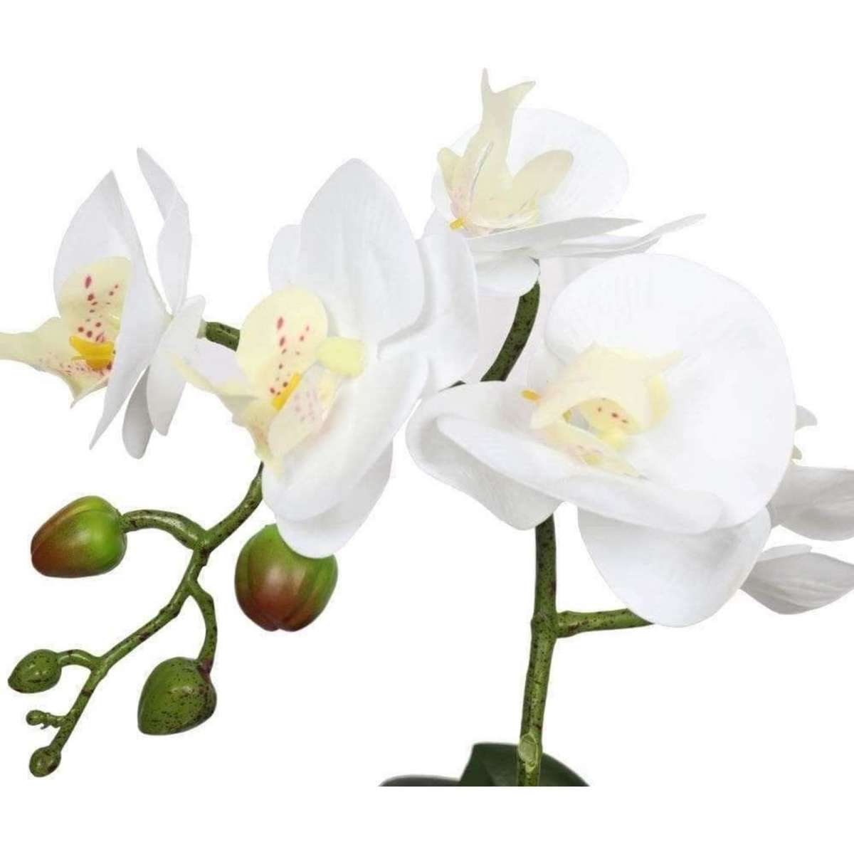 Designer Plants Potted Single Stem White Phalaenopsis Orchid with Decorative Pot 35cm Woolworths