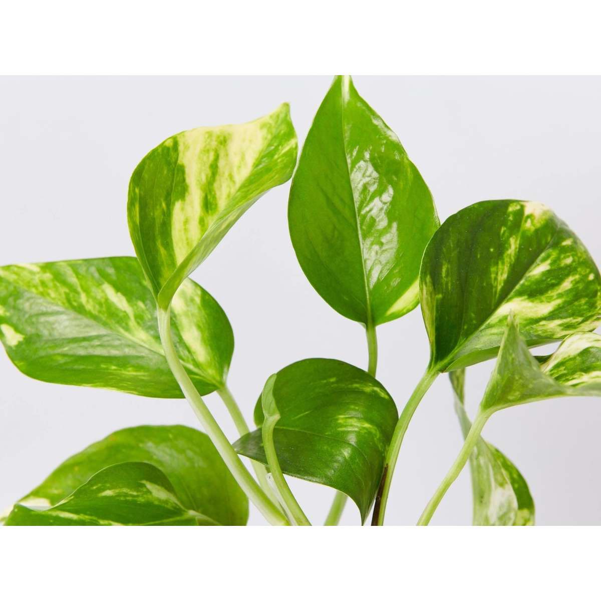 Plants in a Box Bathroom Plants 3 x Houseplants Woolworths