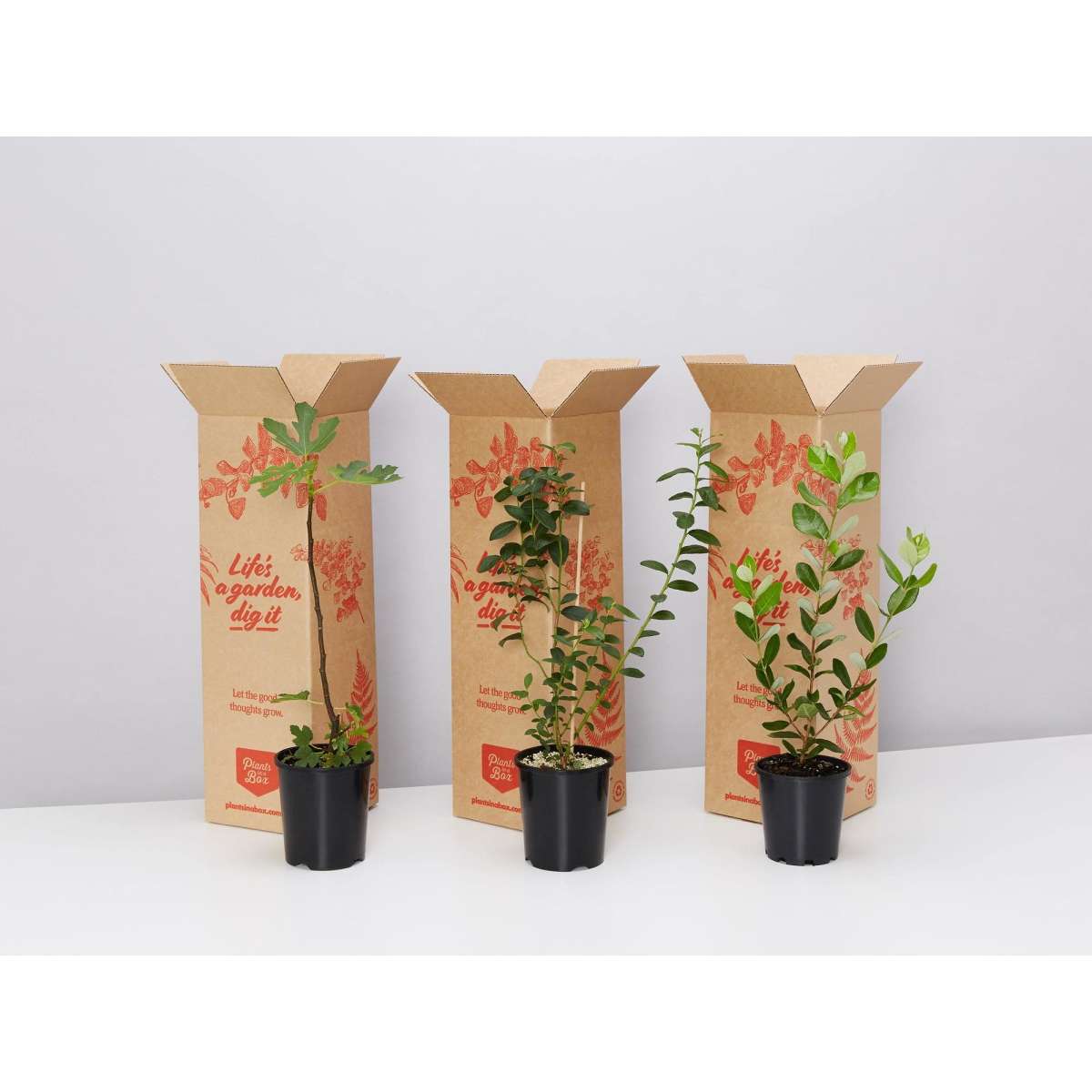 Plants in a Box The Edible Plant Box Large Woolworths Plants in a Box The Edible Plant Box Large Woolworths