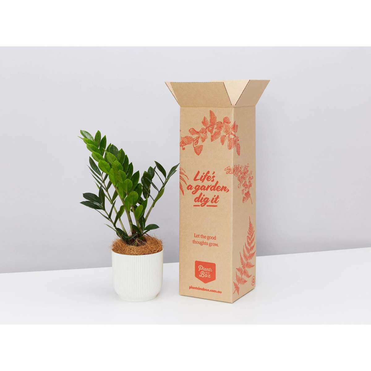 Plants In A Box Eco Friendly Gift Box ZZ Plant Woolworths