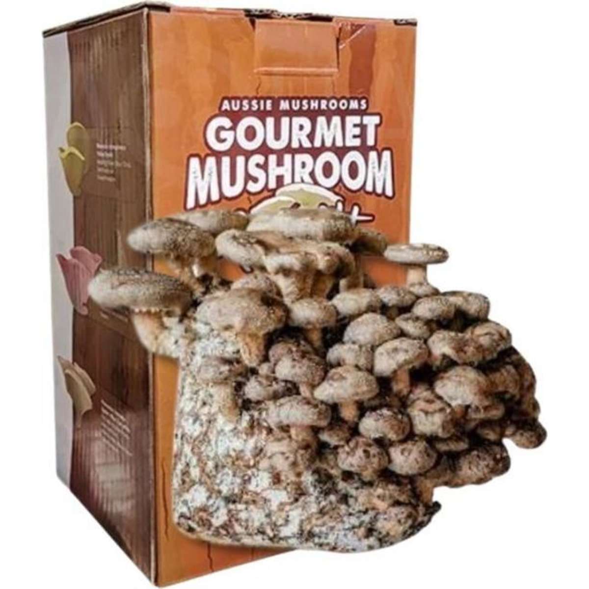 Aussie Mushrooms Shitake Aussie Mushroom Kit Woolworths