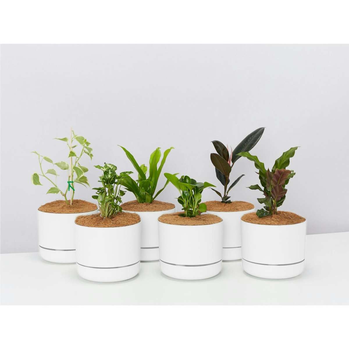 Plants in a Box 6 Houseplants & 6 SelfWatering Pot Set White