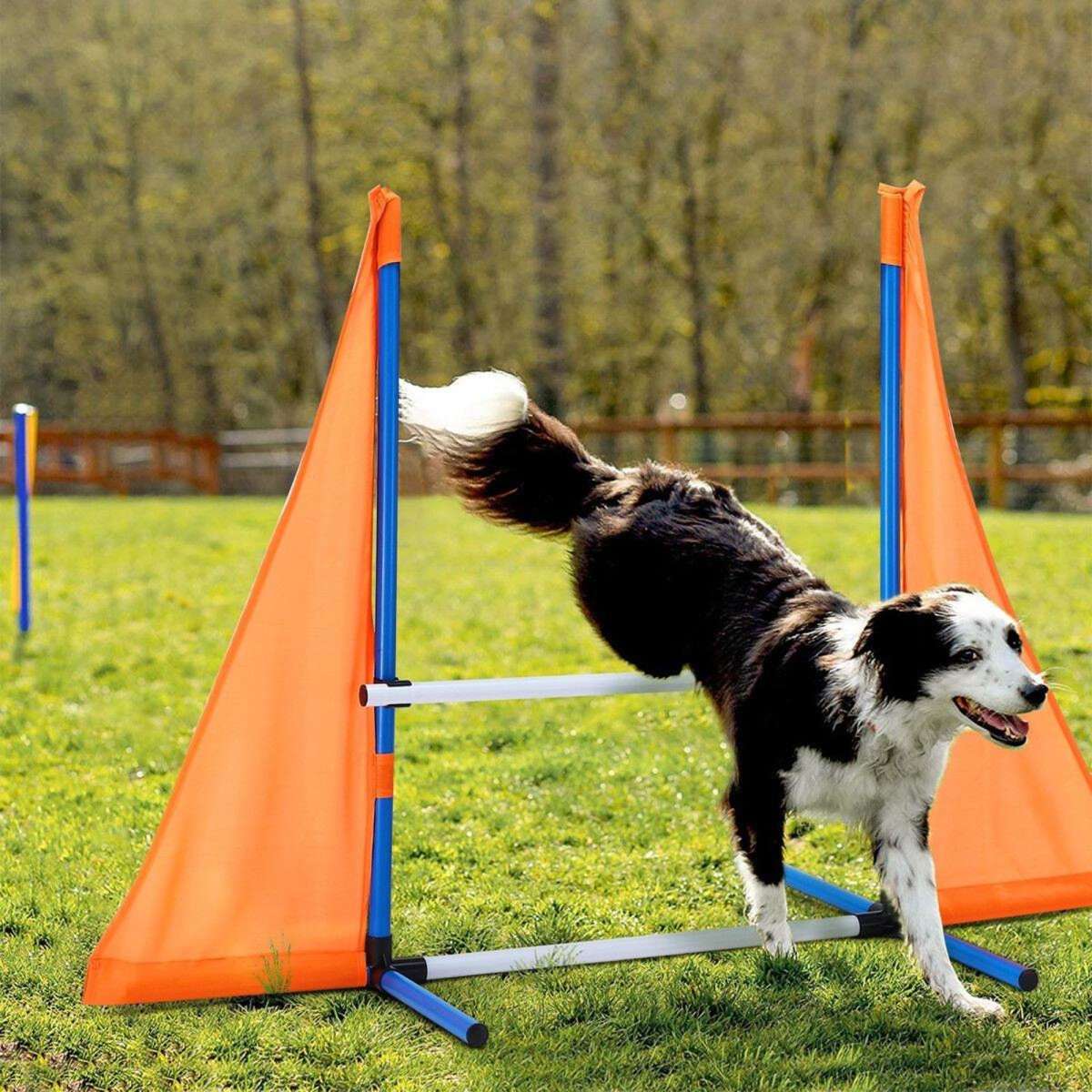 Best Dog Agility Equipment For Competitive Training In 2024 Top