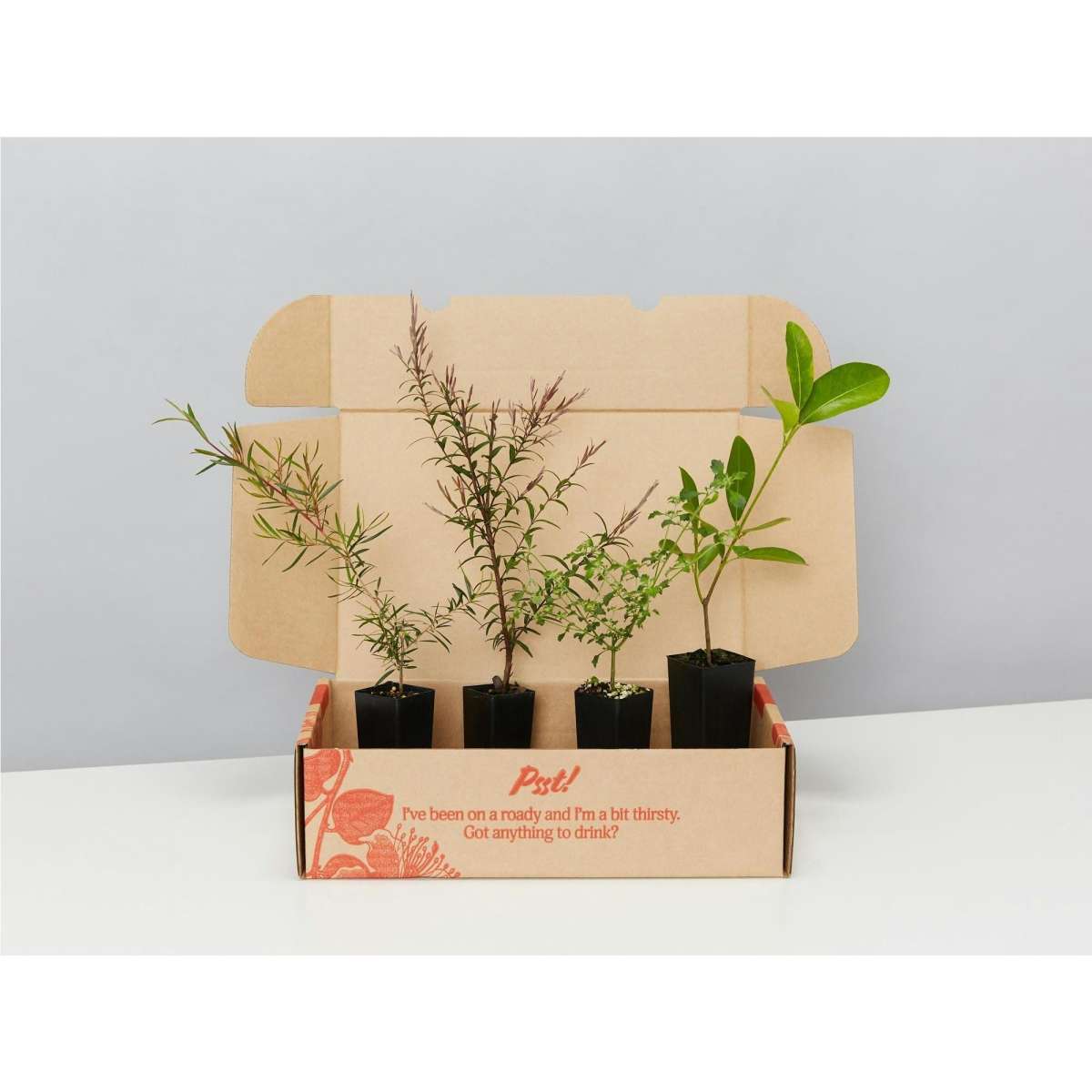 Plants in a Box Bush Tucker Starter Box 4 Plants Woolworths