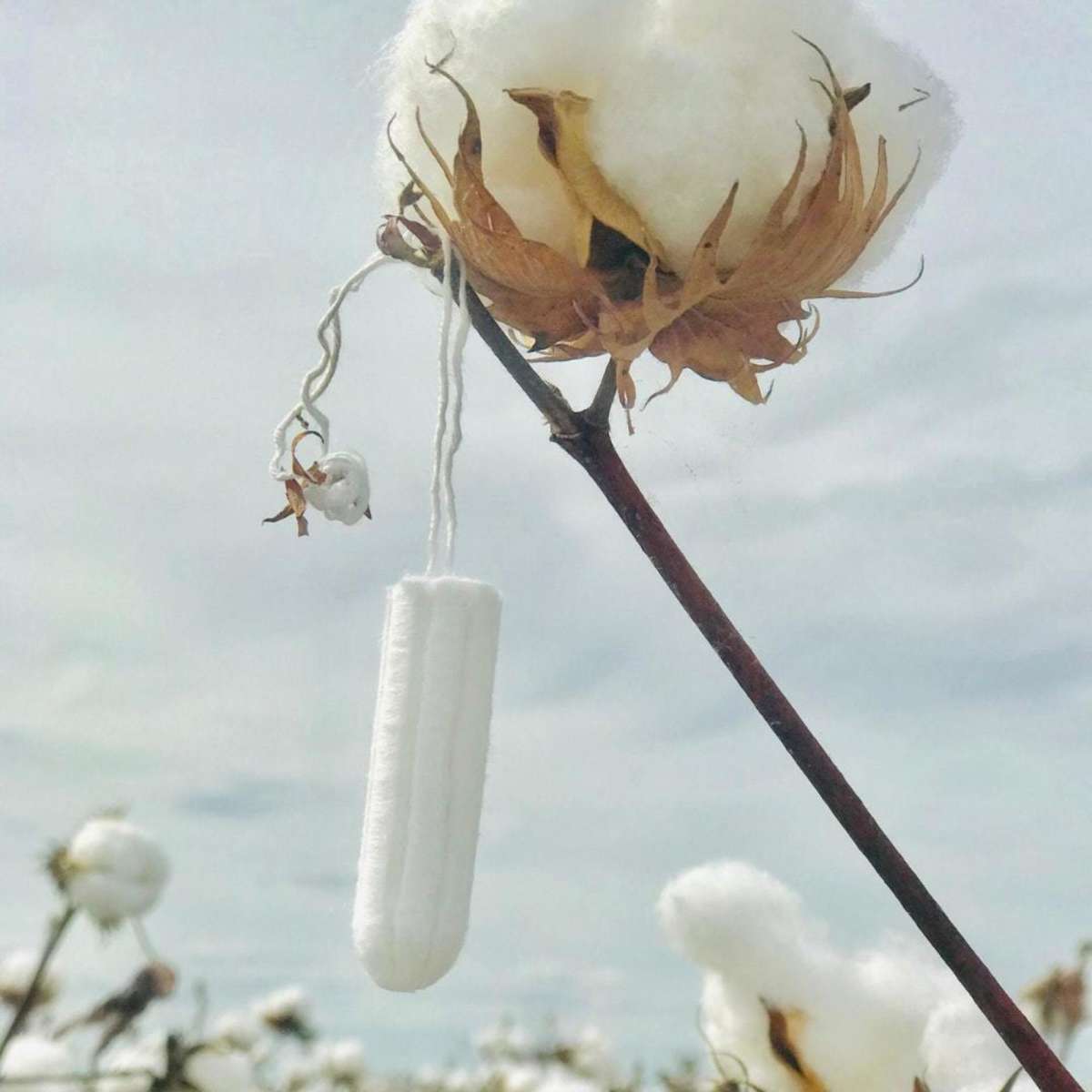 Down Under Cotton Regular Tampons Bulk Buy 16 x 10pk Woolworths