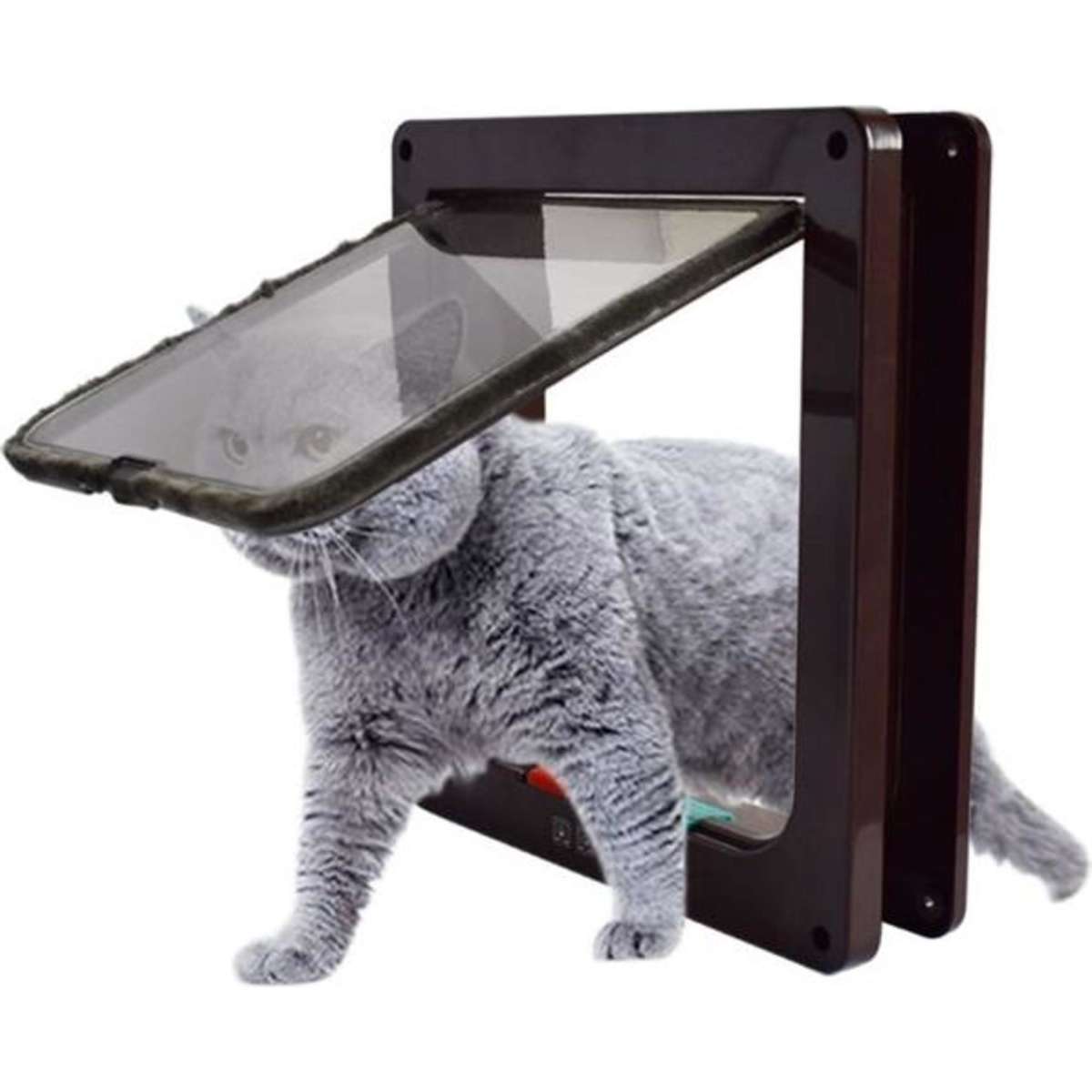 Cat kitten outlet door