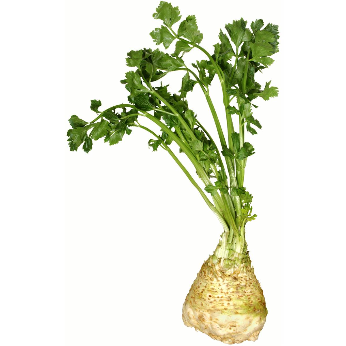 Celeriac Fresh