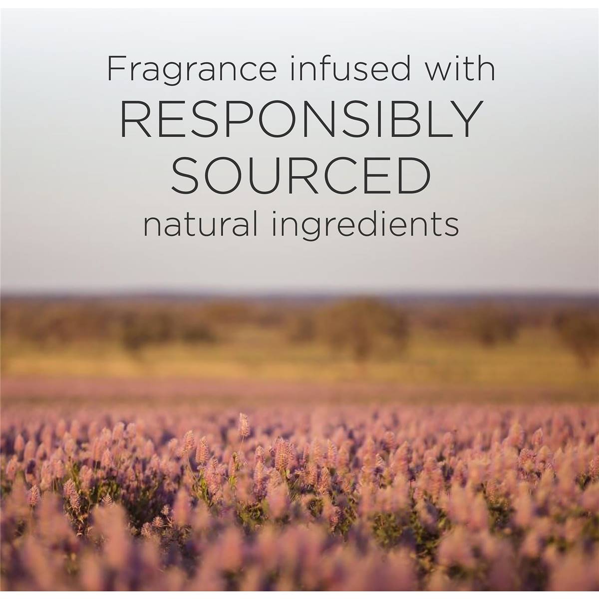 Airwick Botanica Caribbean Vetiver & Sandalwood Wax Candle 500g