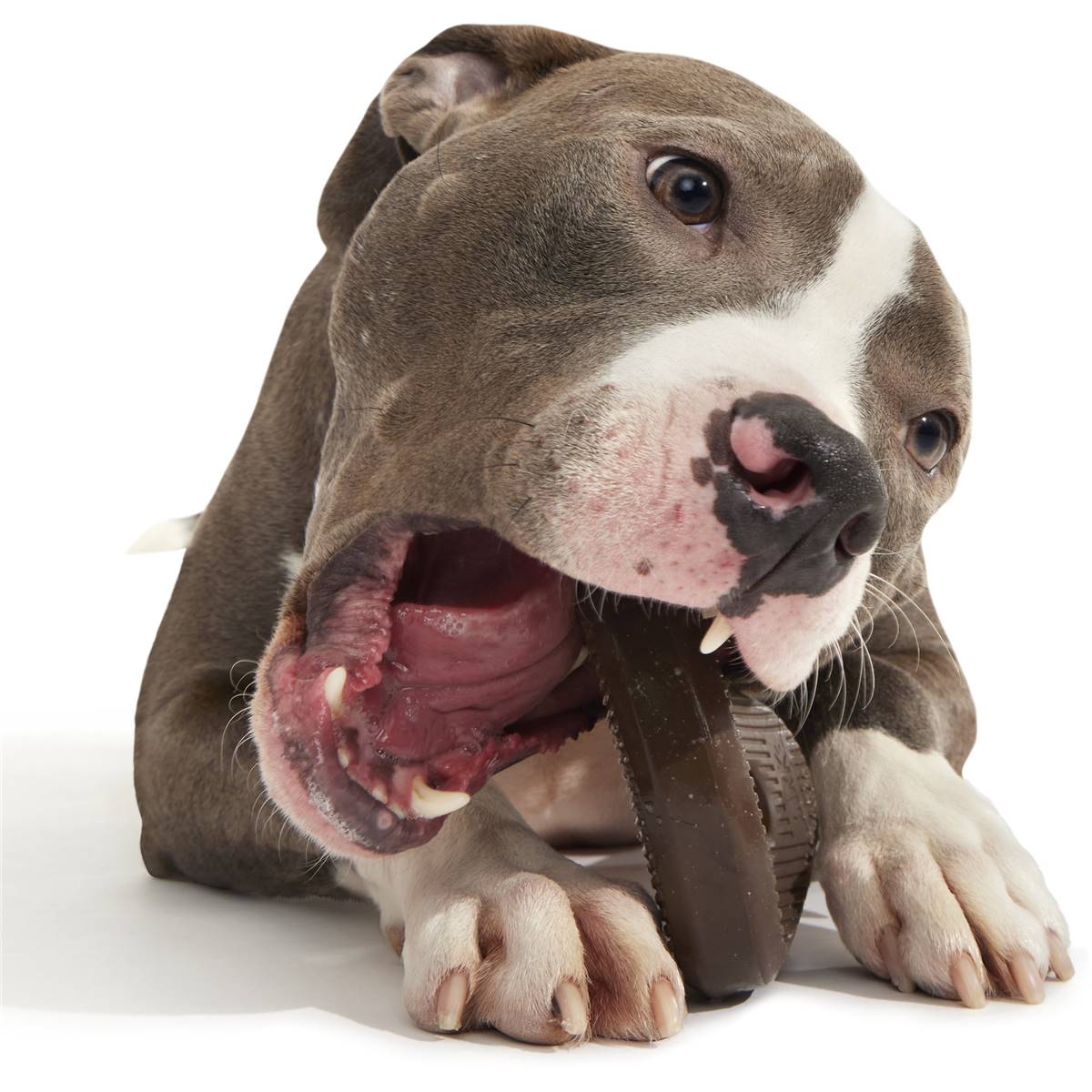 Bark Well Done Steak Dog Toy Each Woolworths