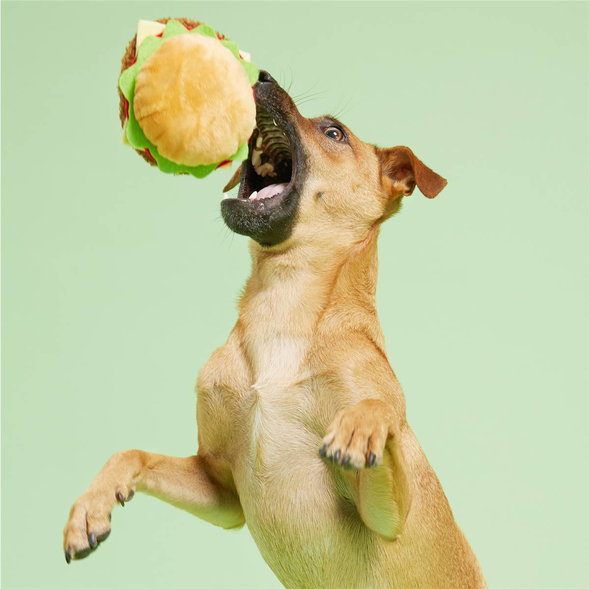 Bark Beef Burger Dog Toy Each Woolworths