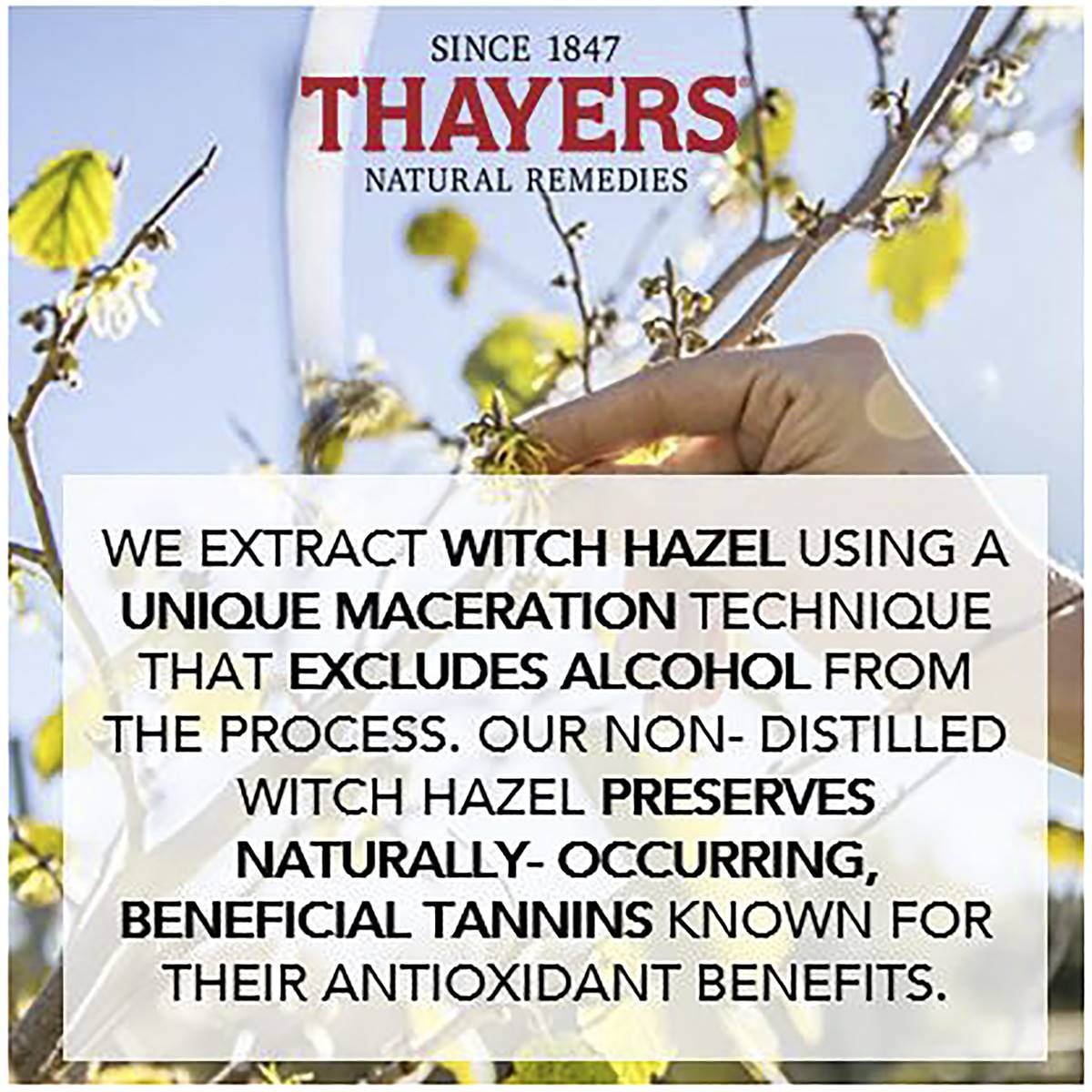Thayers Facial Toner Witch Hazel Rose Petal 355ml Woolworths