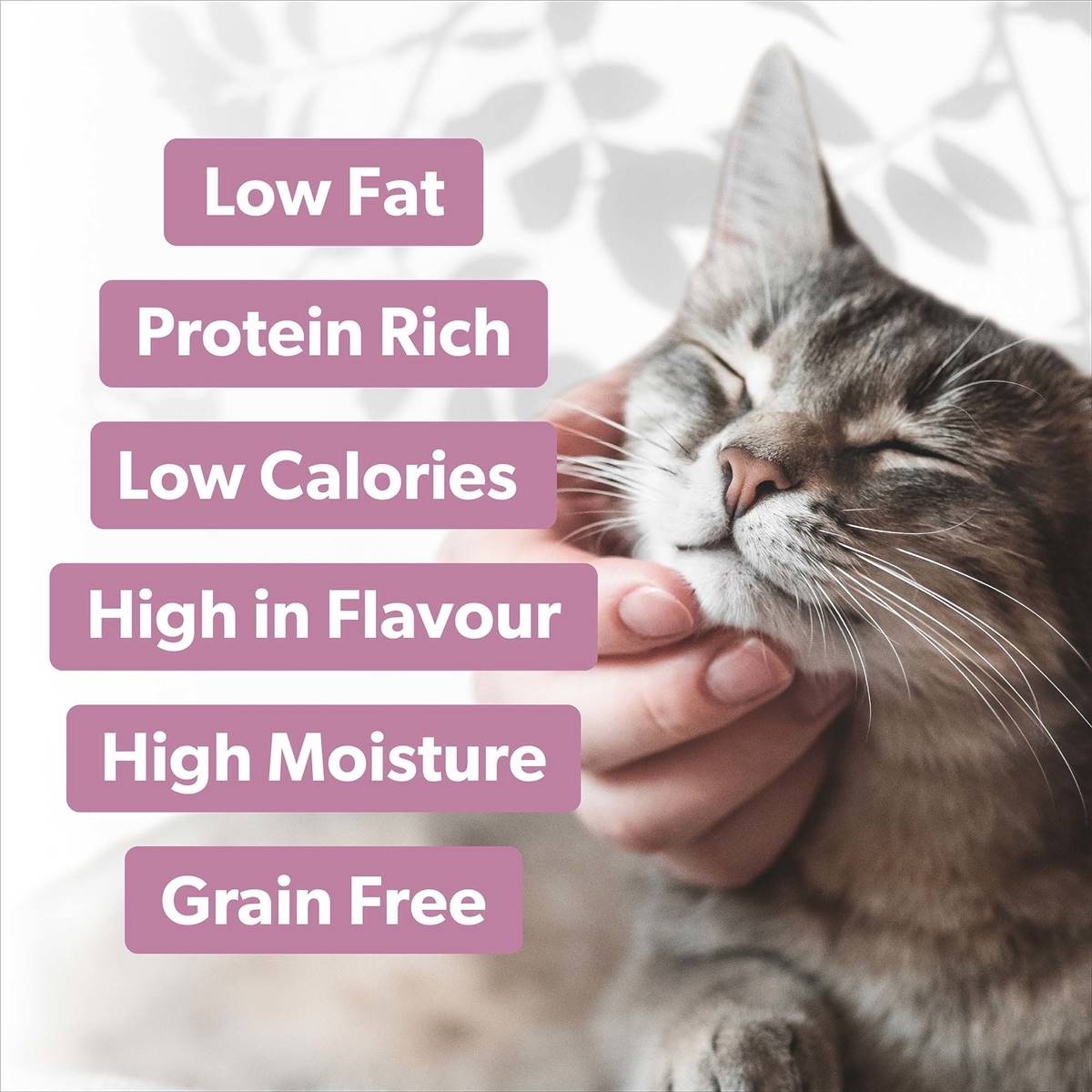 pretty-wild-cat-food-chicken-mackerel-shredded-80g-woolworths