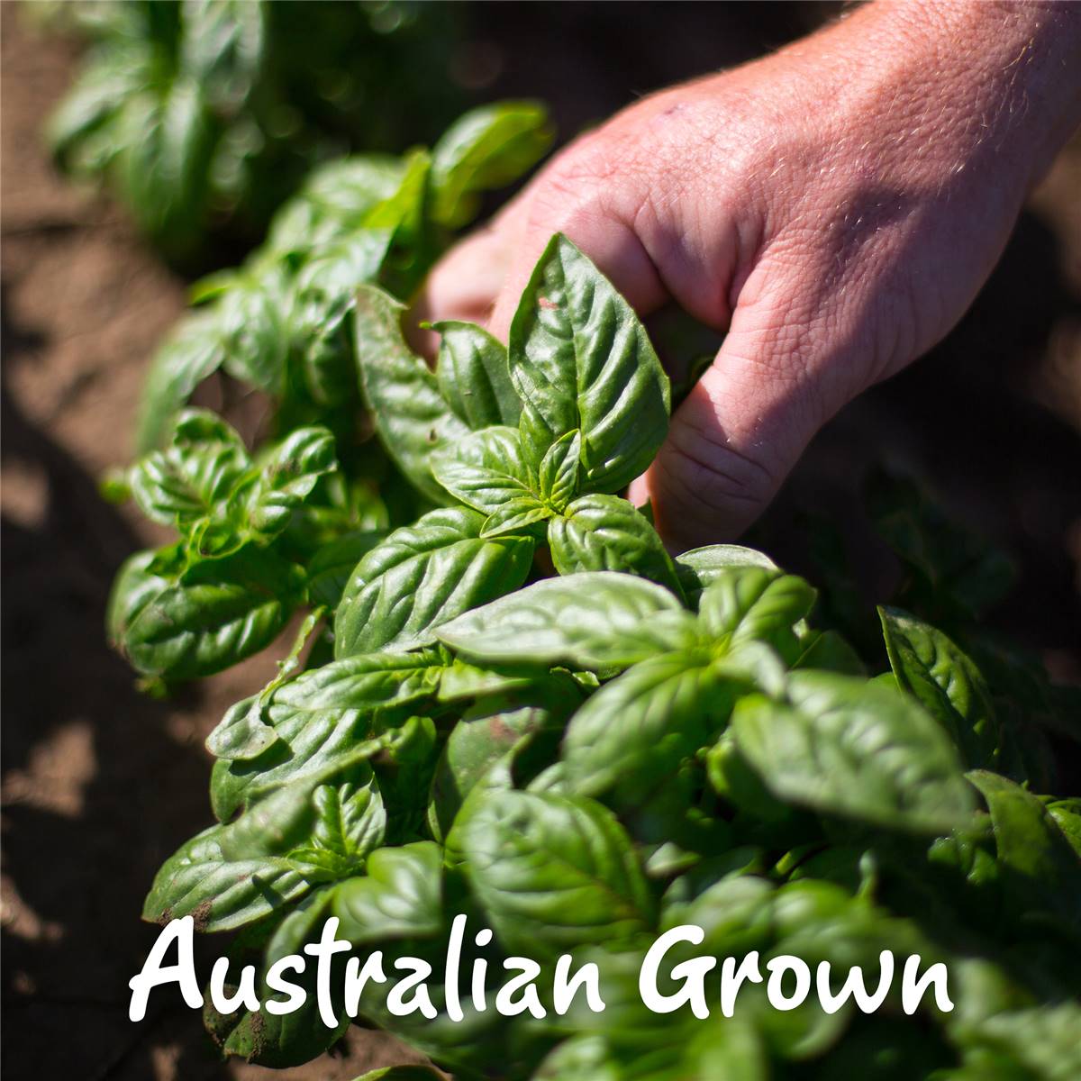 Gourmet Garden Mixed Herbs Lightly Dried 8g Sachet Woolworths