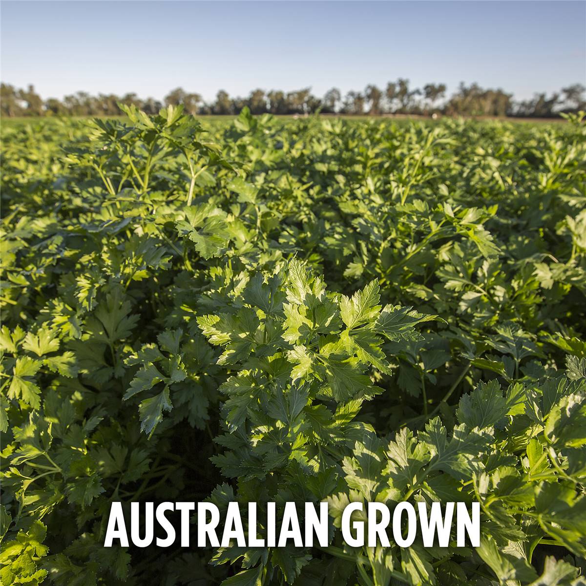 Gourmet Garden Mixed Herbs Lightly Dried 8g Sachet Woolworths