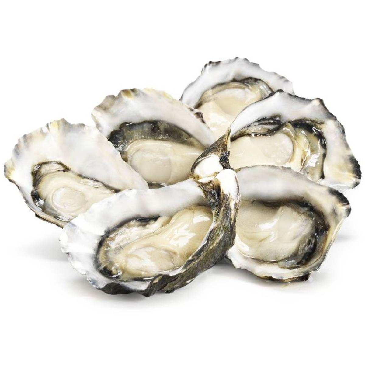 Pacific Oysters Large