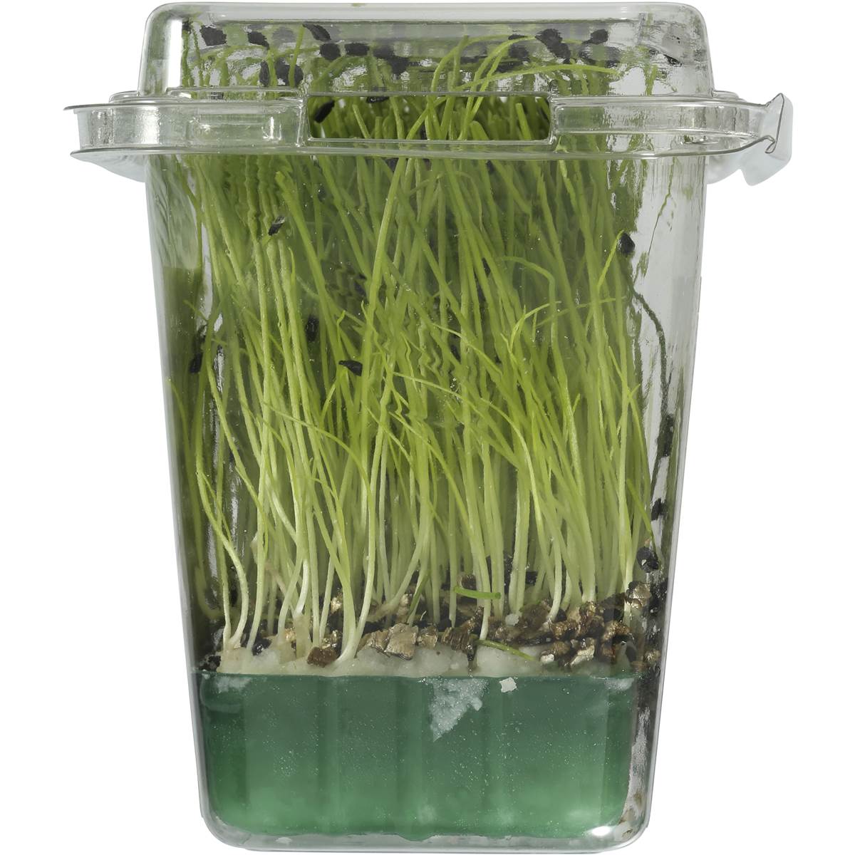 Herb Living Micro Garlic Chives Woolworths