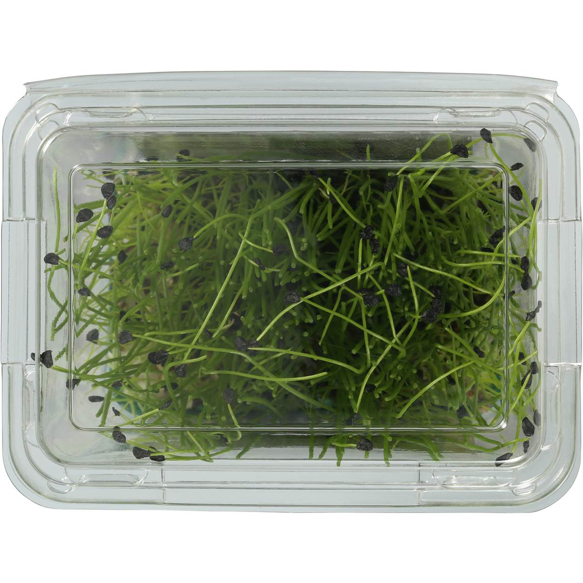 Herb Living Micro Garlic Chives Woolworths