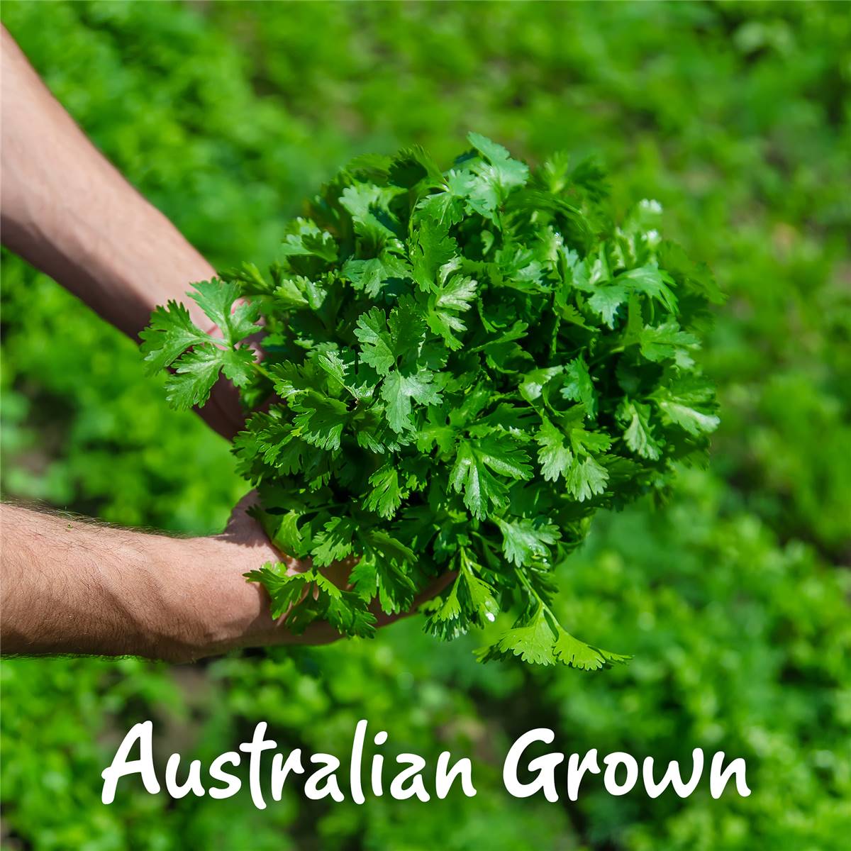 Gourmet Garden Coriander Lightly Dried 8g Sachet Woolworths