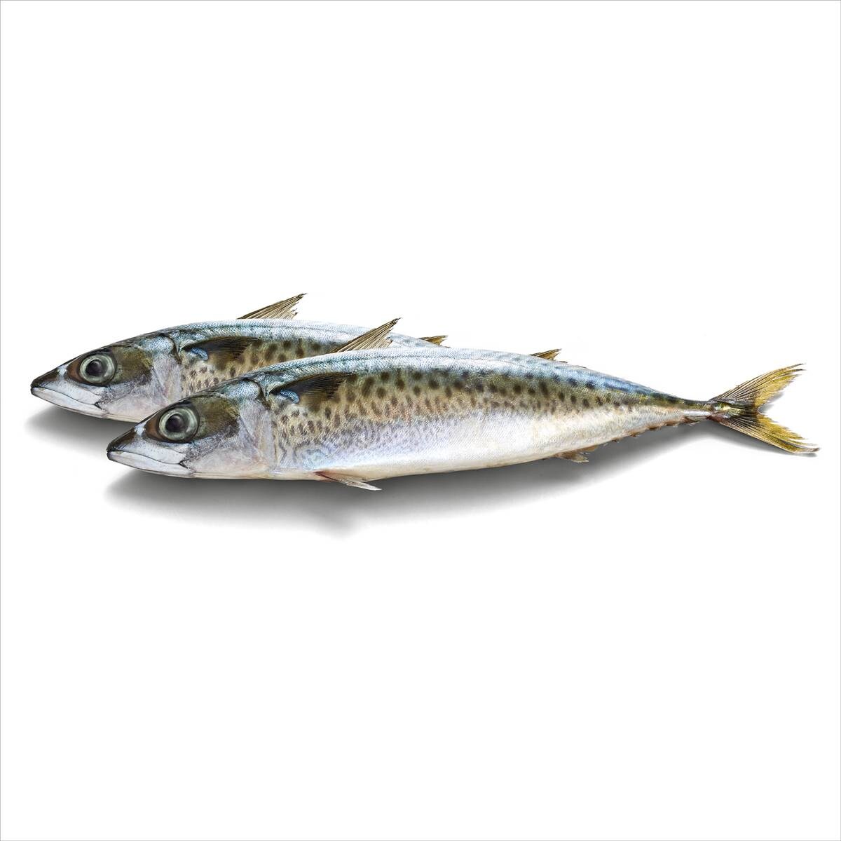 Whiskas Oh So Fishy 1+ Years Wet Cat Food Seafood 85g X12 Woolworths