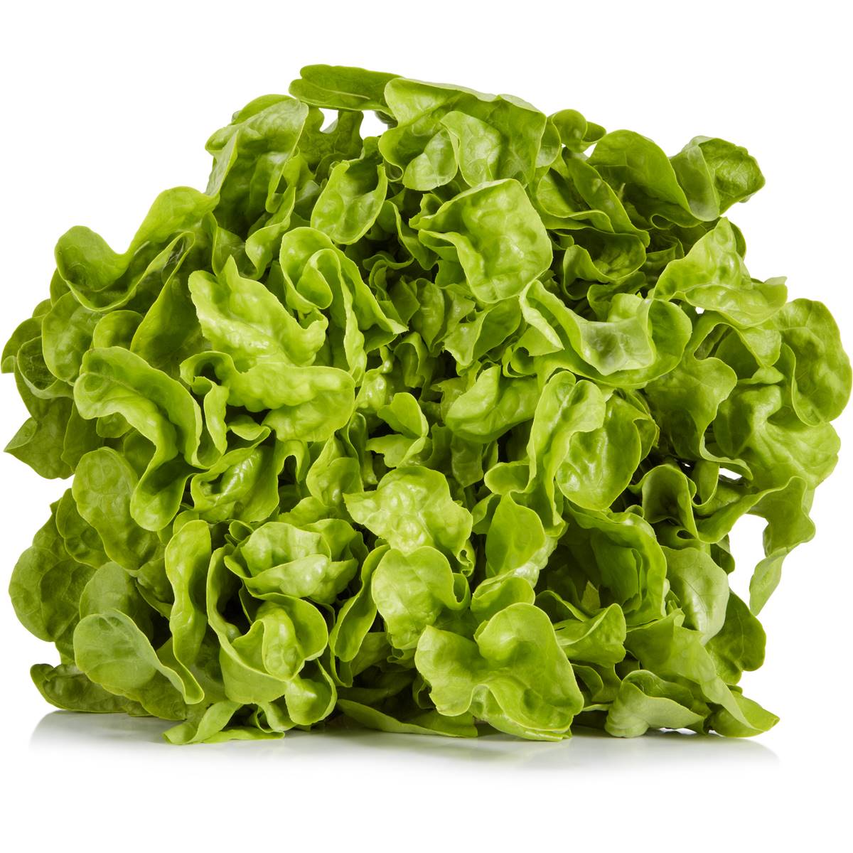Macro Green Oak Organic Lettuce