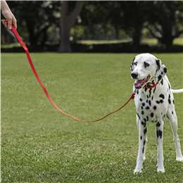 woolworths dog lead