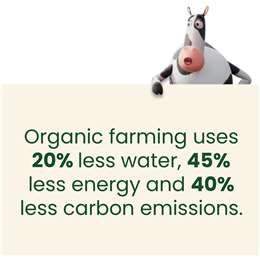 Five:am Organic Coffee Bean Yoghurt