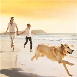 Natures Goodness Grain Free Adult Dry Dog Food Wild Game With Sweet Potato