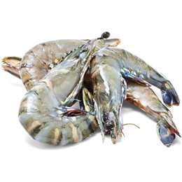 Thawed Extra Large Raw Tiger Prawns